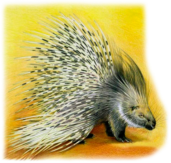 Дикобраз