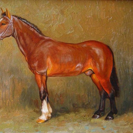 Лошадь ирланской породы.