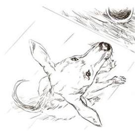 Очень быстрая собака