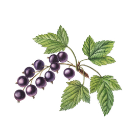 Чёрная смородина