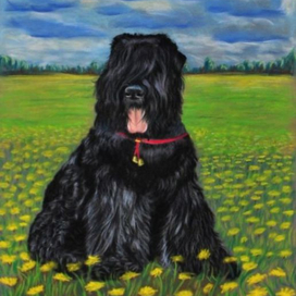 русский черный терьер