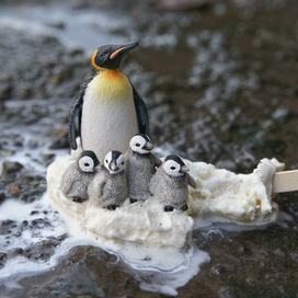 Среда Обитания