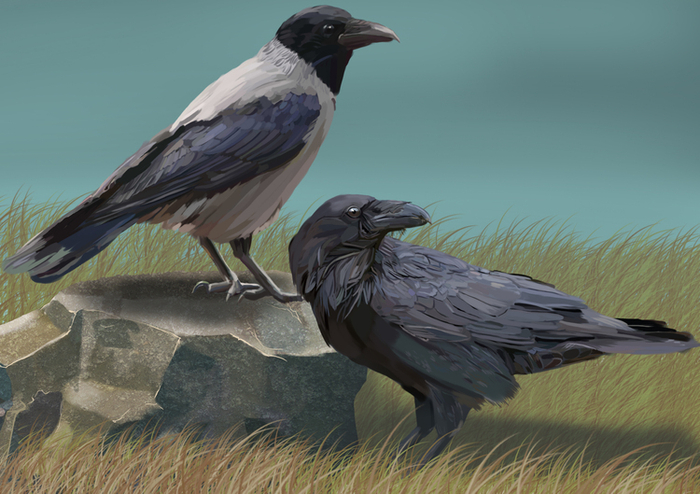 Ворон и ворона