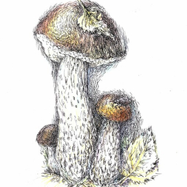 ПОДБЕРЁЗОВИК (обабок)