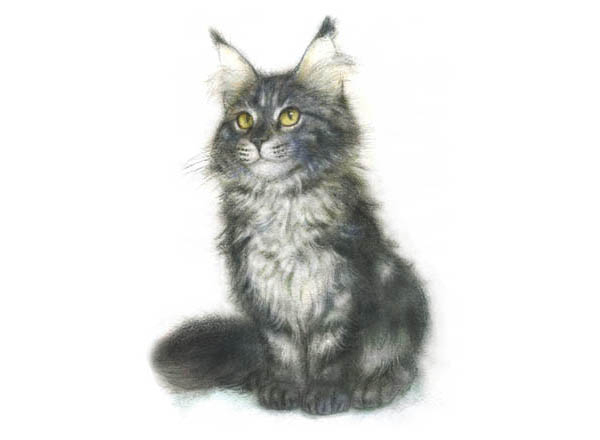 Серый котенок