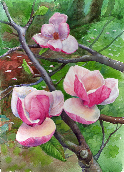 Цветение магнолии