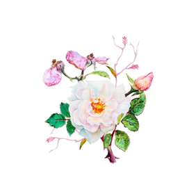 Белая роза, ботаническая иллюстрация 