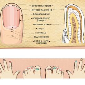 Строение ногтя