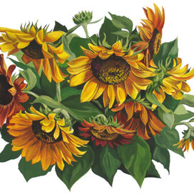Подсолнухи