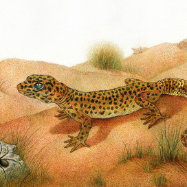 Эублефар Бонифатий