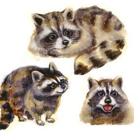 зарисовки енотов 