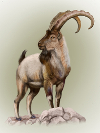 безоаровый козел