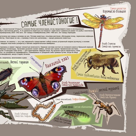 Членистоногие