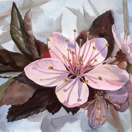 цвет яблони