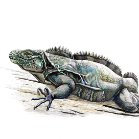 Cyclura nubila