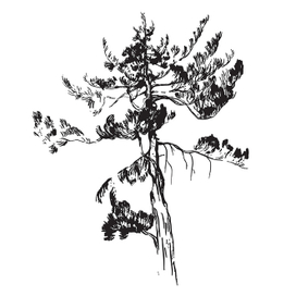 Молодая сосна