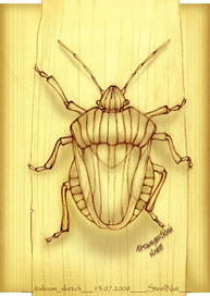 Graphosoma linetum[italicum]