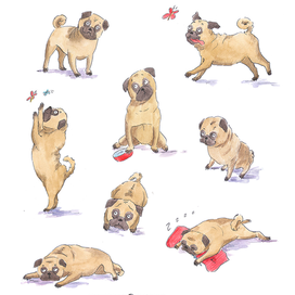 Дизайн персонажа мопс