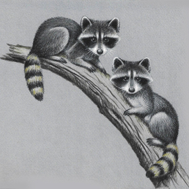 Еноты. Книжная иллюстрация