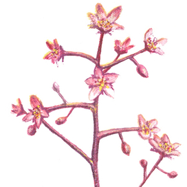 Горный цветок