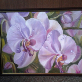 Орхидеи
