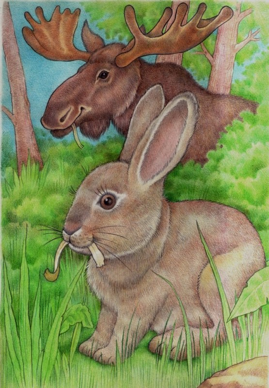 Любители коры