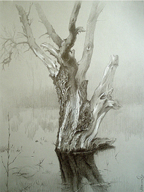 Портрет дерева.Половодье...