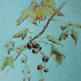 Черная смородина