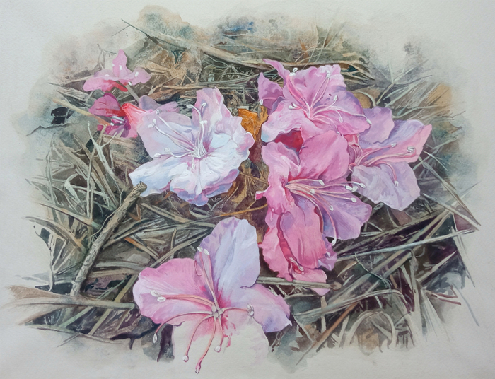 Опавшие цветы рододендрона