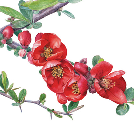 Айва японская (Хеномелес)