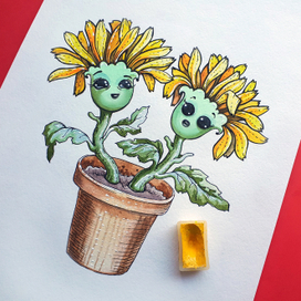 Хризантемы в горшке