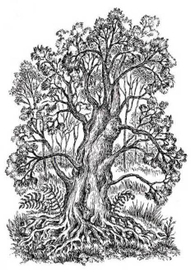 А. ФЕТ. стихотворения.