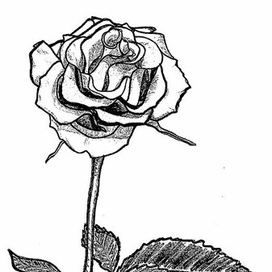 Роза в графике