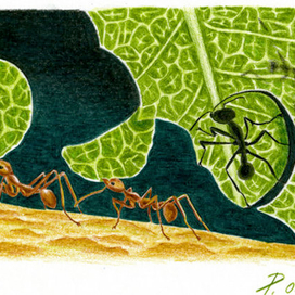 Муравьи-листорезы