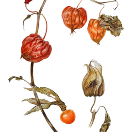 ботаническая живопись "Физалис"