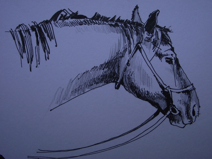 Набросок головы лошади
