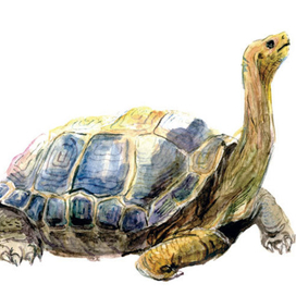 Галапогосская черепаха