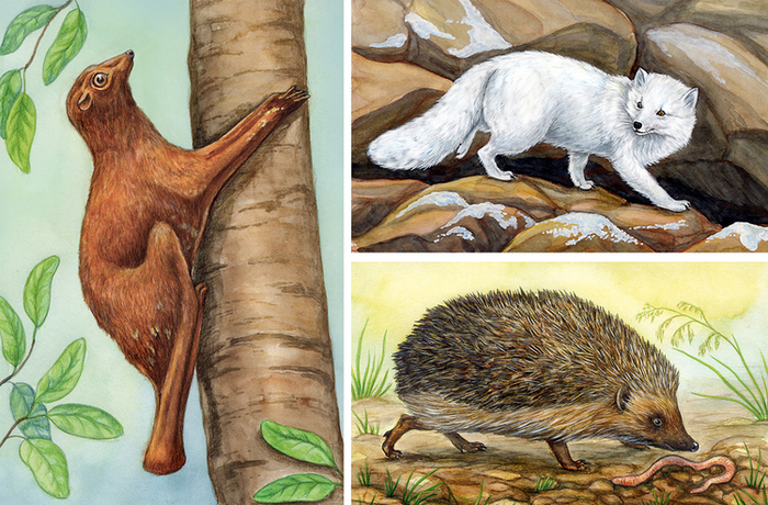 Колюче-летуче-пушистое