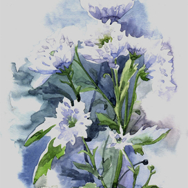 Хризантемы