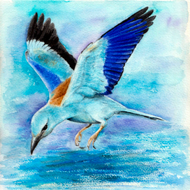 Синяя птица сизоворонка