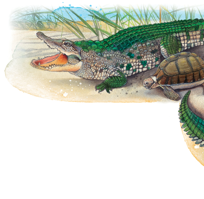 Черепахи, крокодилы...