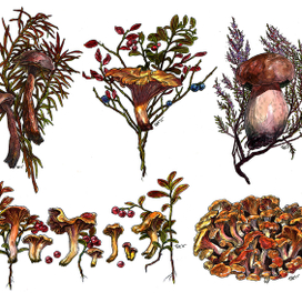 Иллюстрации из серии "Грибы"