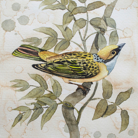 Желтая птаха