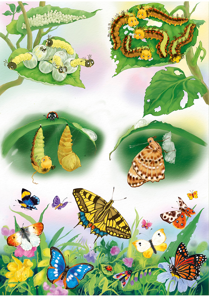 Жизненный цикл