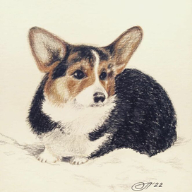 Редкий гость