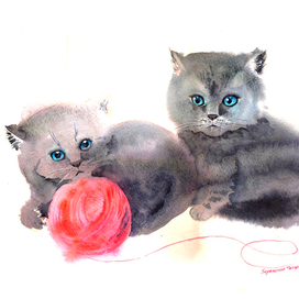 Шотландские котята