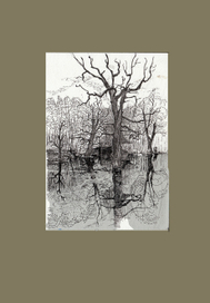 Деревья в воде