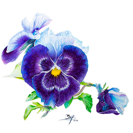 Цветок Виолы, ботаническая иллюстрация, выполнена акварелью и переведена в JPEG file с растушёвкой краёв, изолирована на белом фоне.