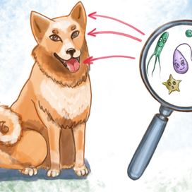 Микрофлора пса