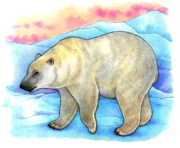Белый медведь